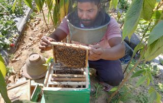 Beekeeper inspecting a honeybee comb frame