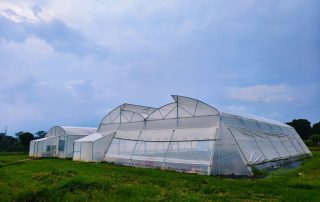 Polyhouse structures at the institute research farm