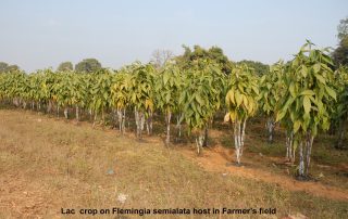 Lac crop Flemingia semialata