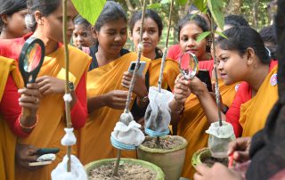 Women Examining Lac Insect Colony