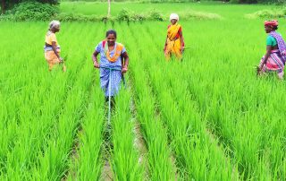 Women Farmers in Paddy Field